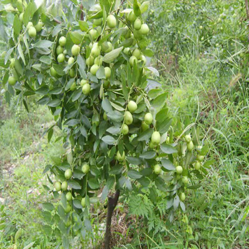 胎里红枣枣树苗 