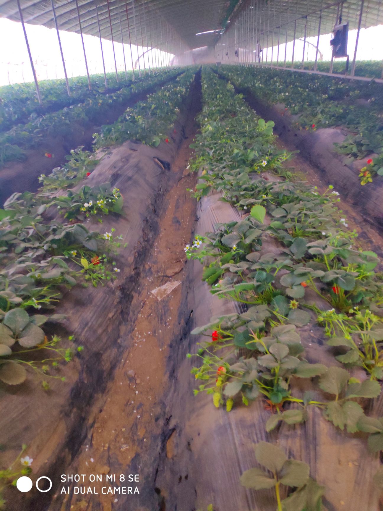 甜查理草莓苗 地栽苗 10~20公分