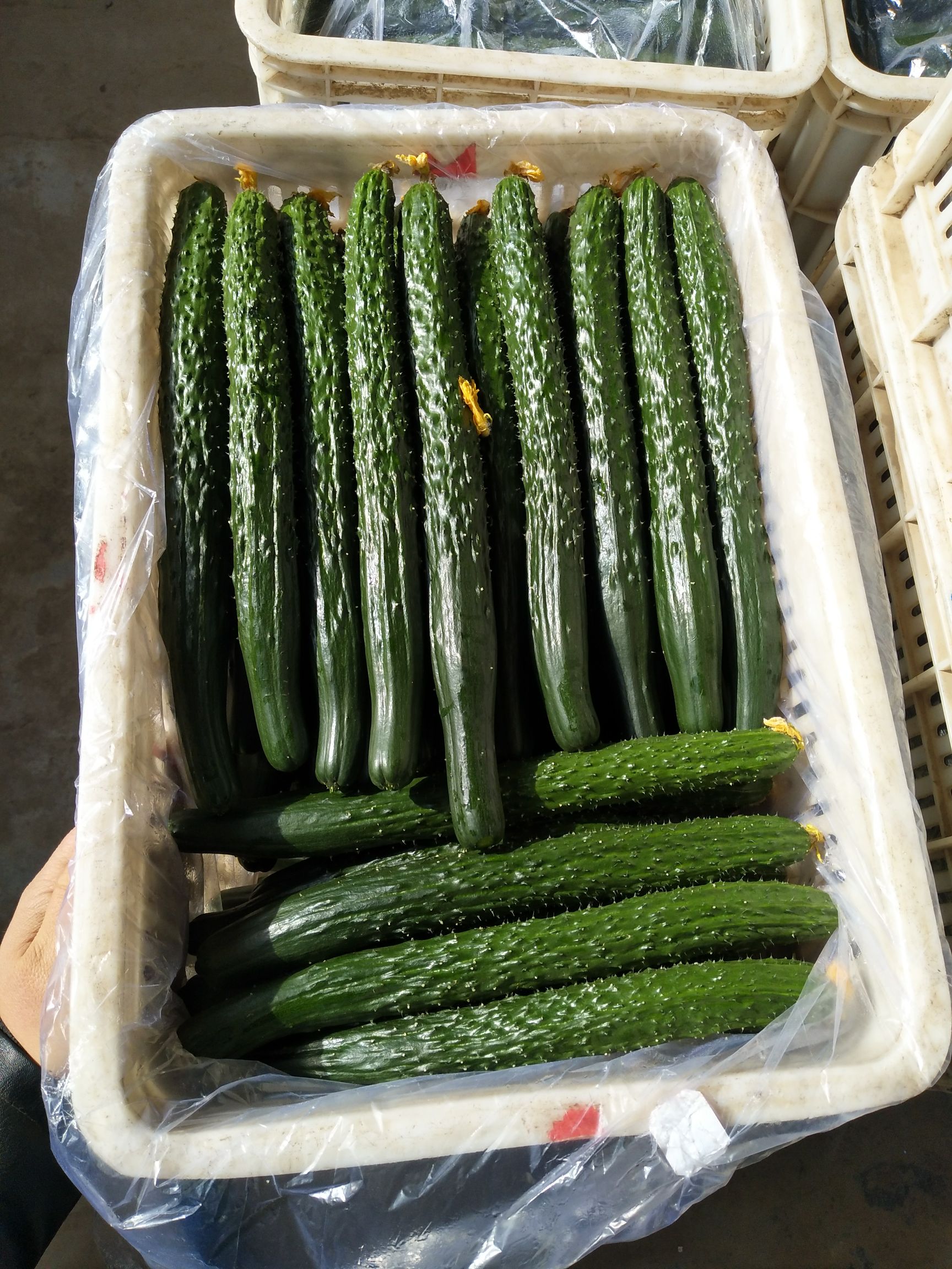 油亮密刺黄瓜 35~45cm