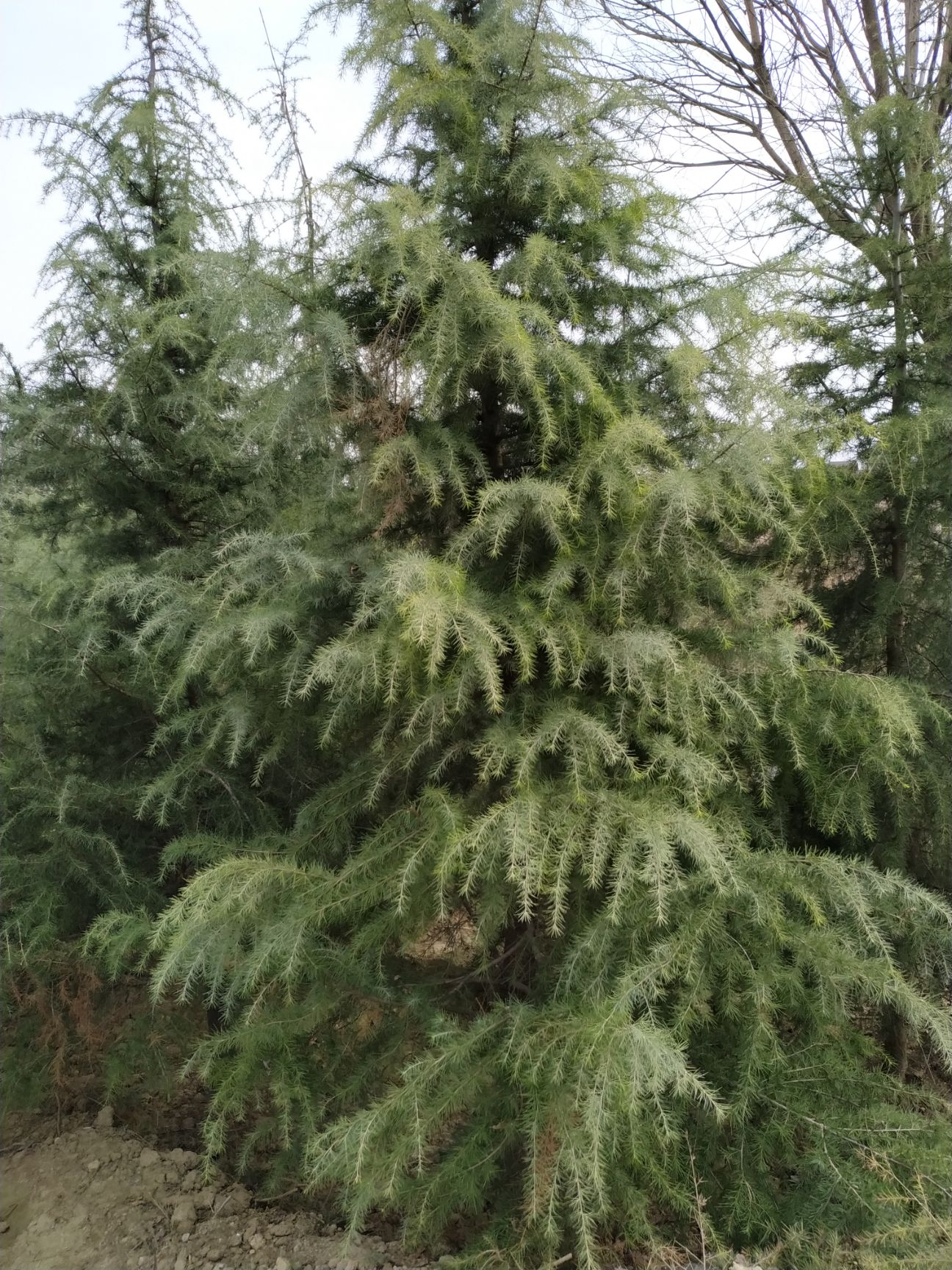 南京雪松 