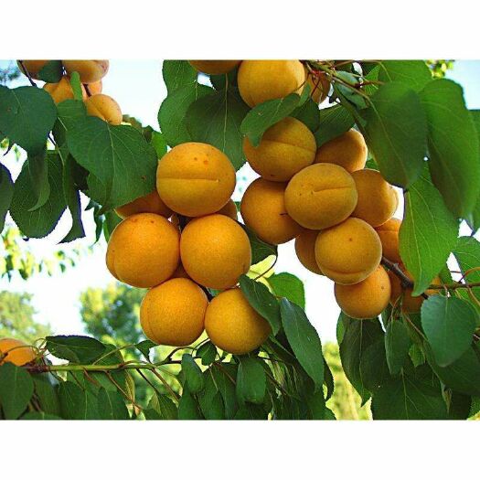平邑县金太阳杏树苗