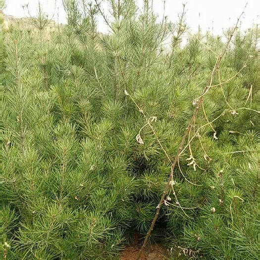 襄垣县精品白皮松 树高2米