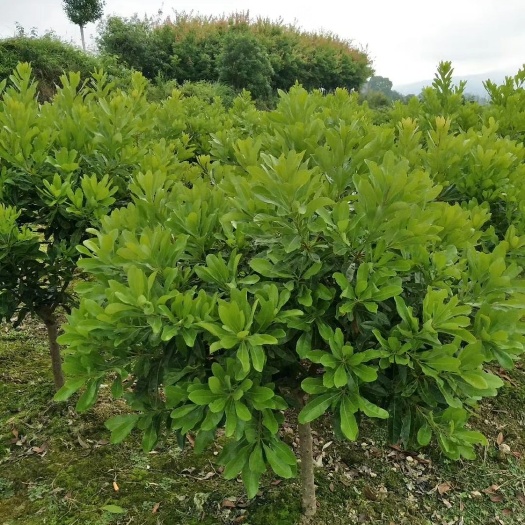 靖州县荸荠杨梅种苗 
