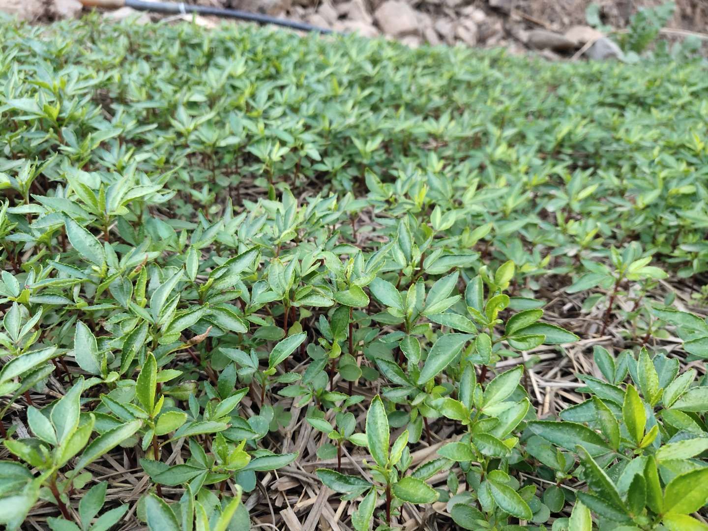 九叶青花椒苗 