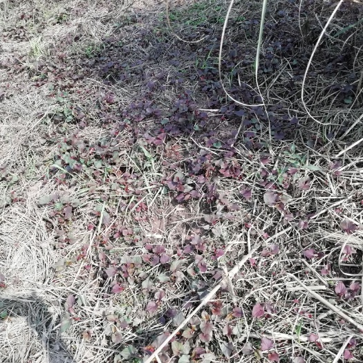 广安野生鱼腥草 