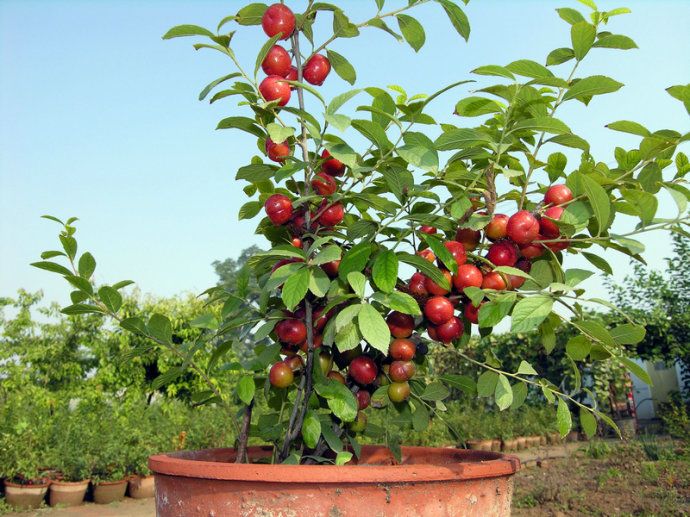 钙果苗 0.5米以下