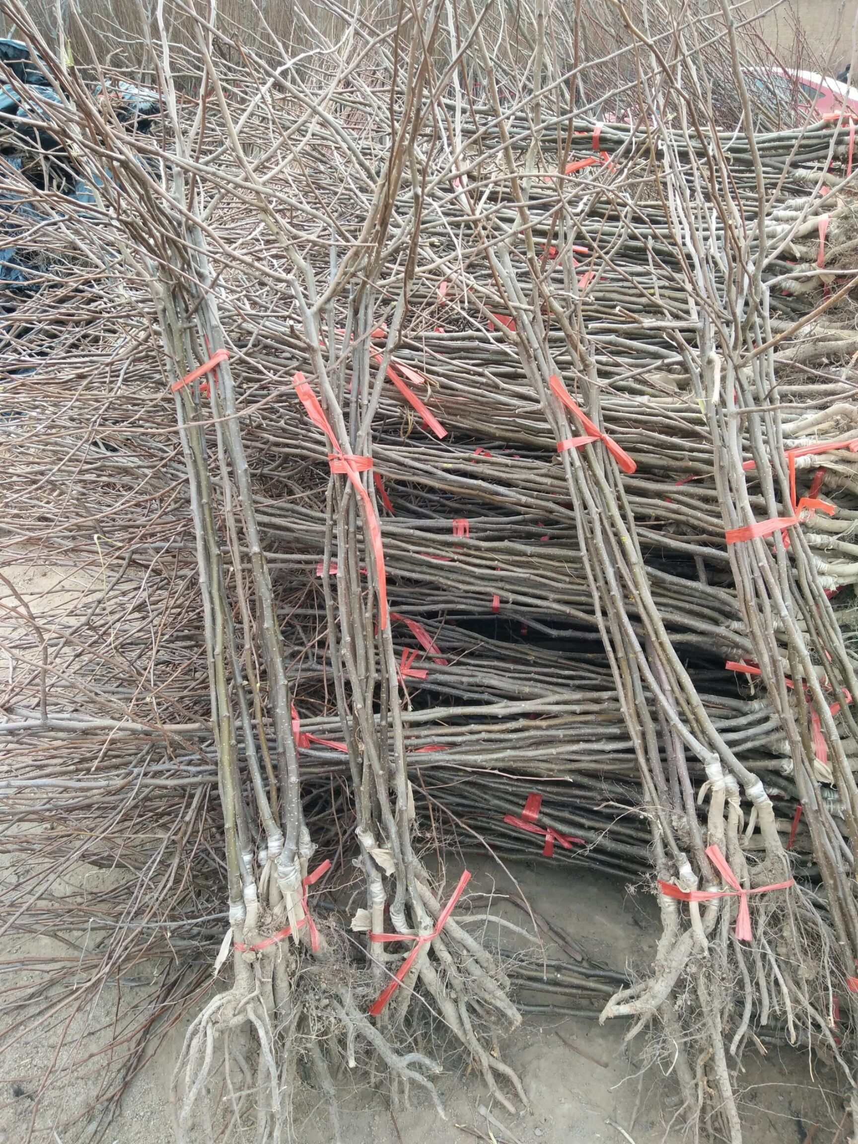 啤特果树苗  和政特产