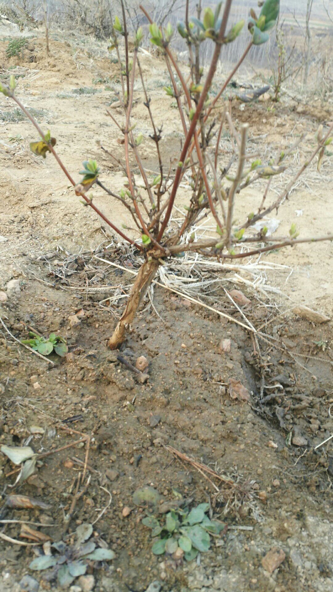 树形金银花 40~50公分