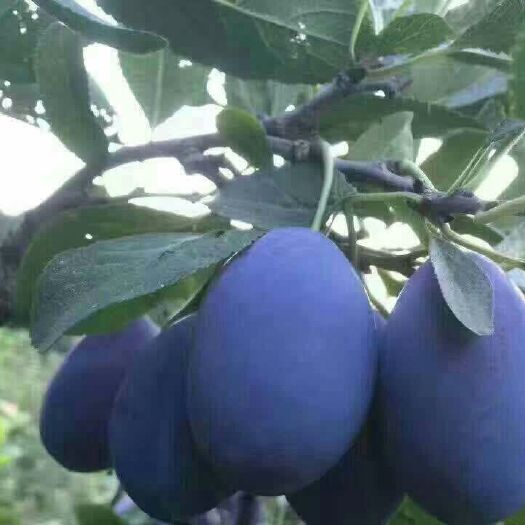 平邑县西梅苗