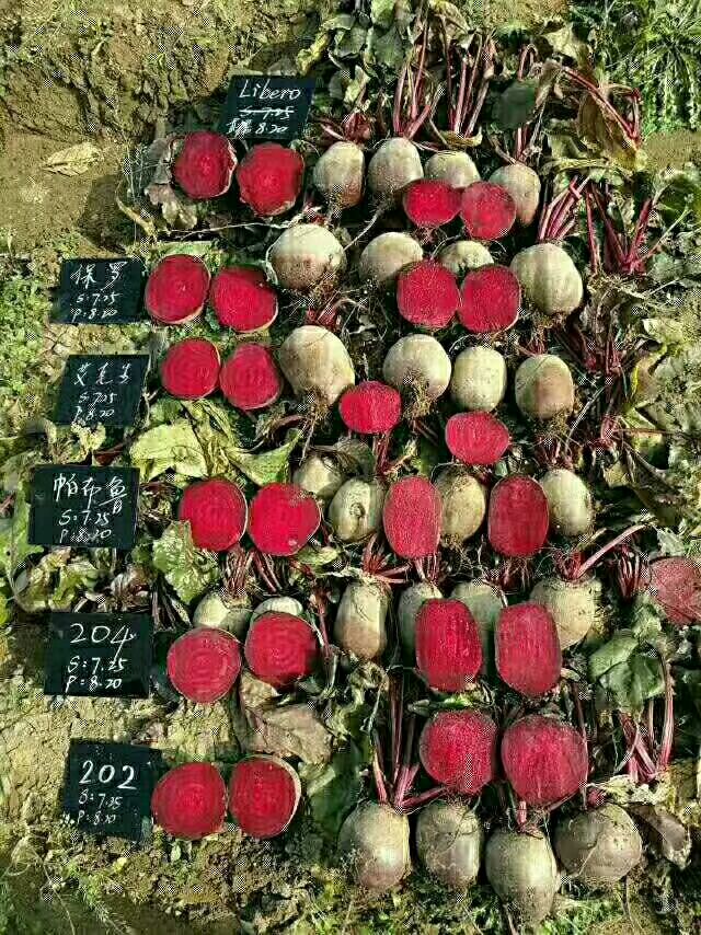 甜菜头  千亩甜菜基地