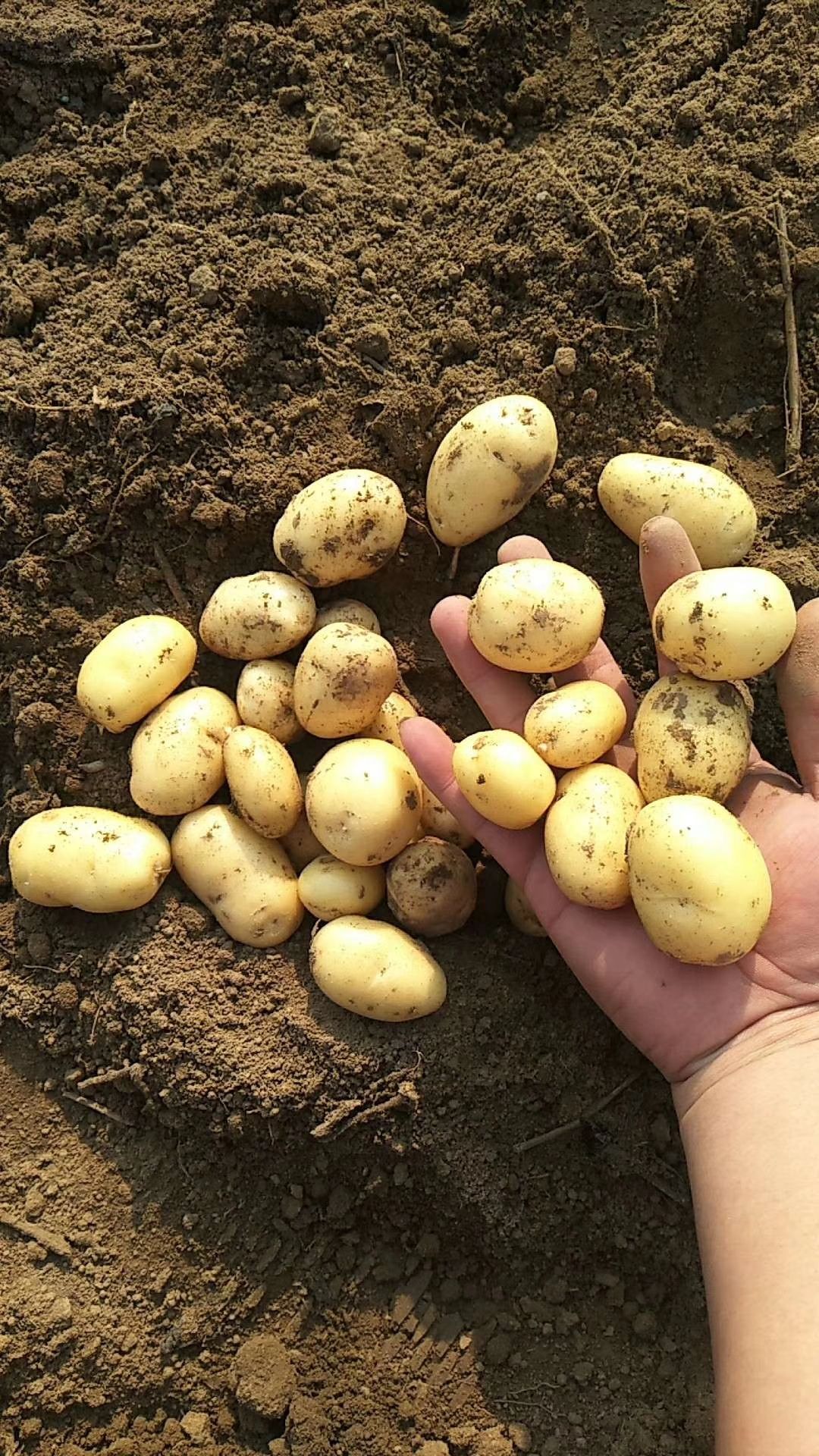 常年供应各种规格的迷你小土豆