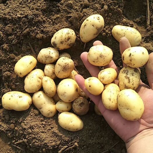 滕州市常年供应各种规格的迷你小土豆