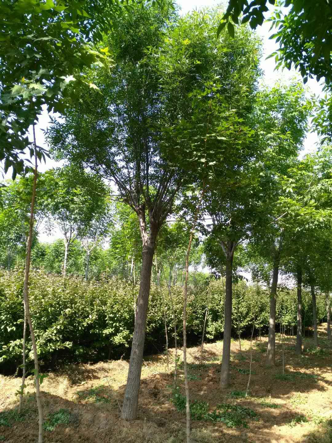 老式白蜡 5米以上 