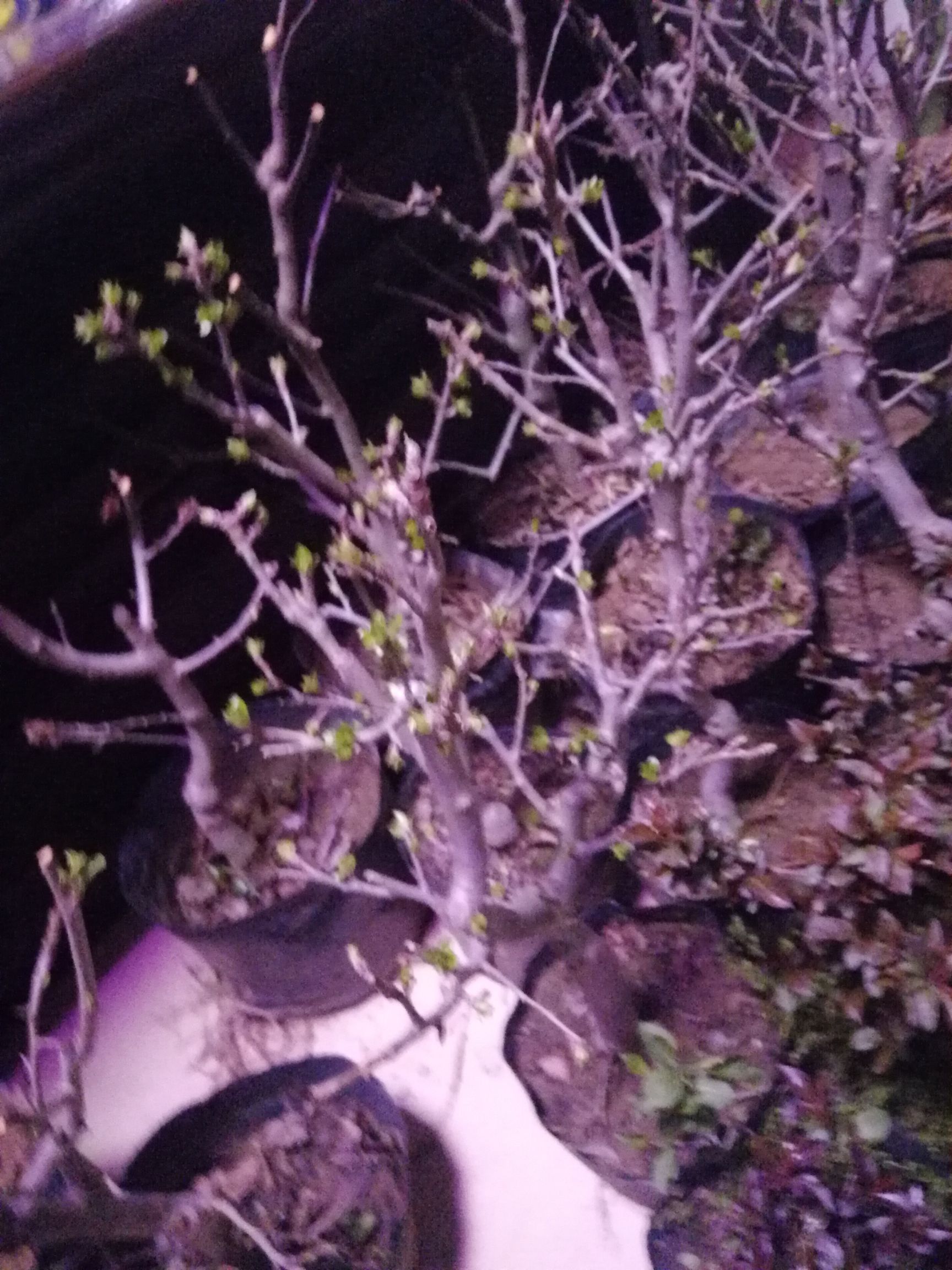 果树盆景  苹果树盆栽，包成活，可以少量发