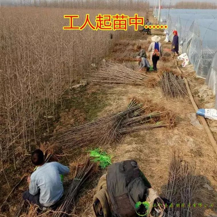 占地拆迁苗 银杏树苗 银杏苗 白果小苗 庭院植物行道绿化苗