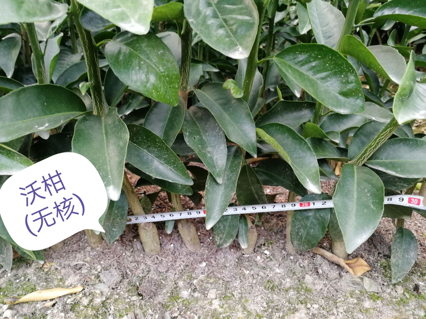 091无核沃柑苗 嫁接苗 0.5~1米 
