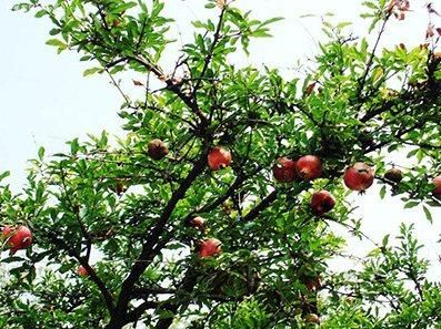  基地大量出售石榴树苗品种齐全，泰山红石榴，软籽石榴