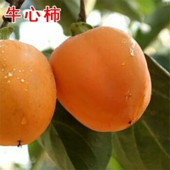 平邑县牛心柿苗