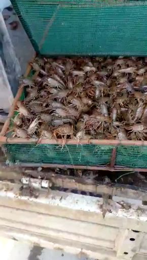 青虾苗  一斤90尾左右