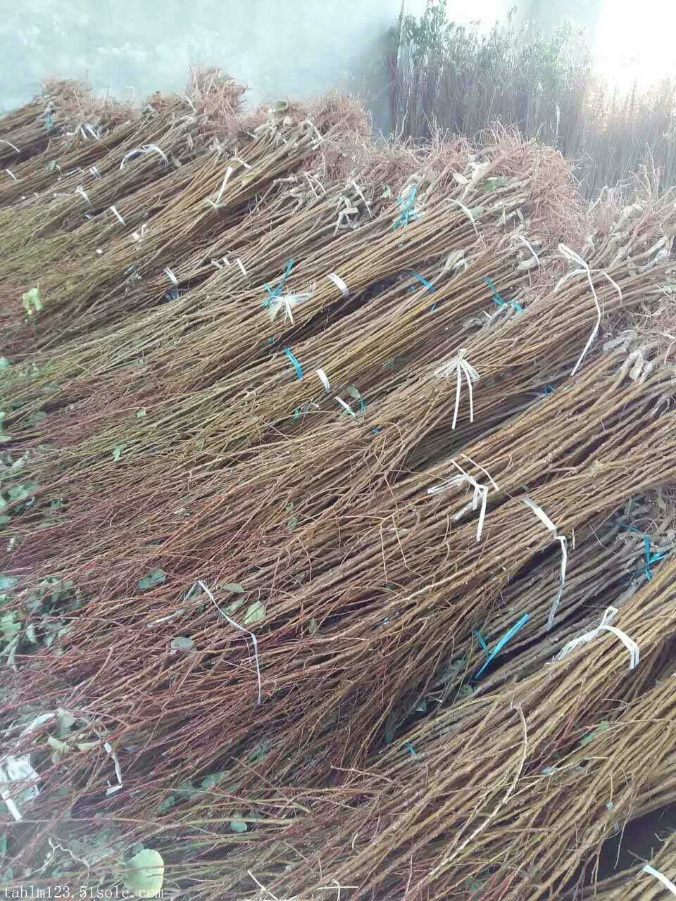 红不软桃苗 1.5~2.0米 