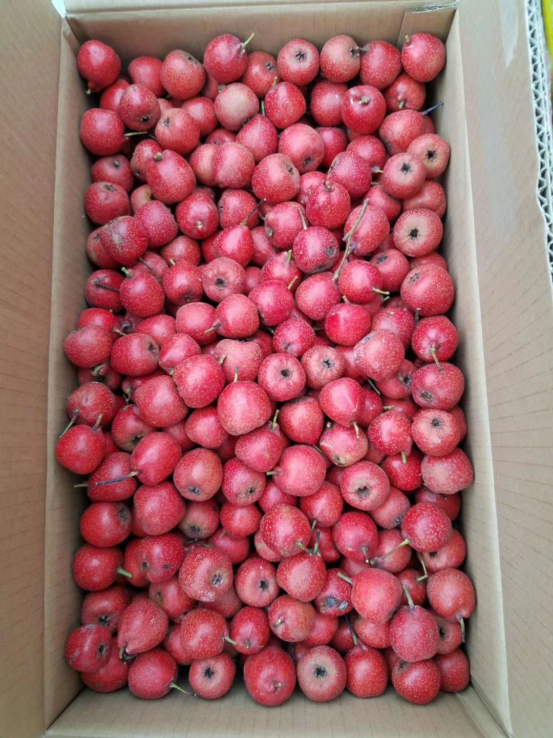 歪把红山楂 75克以上 