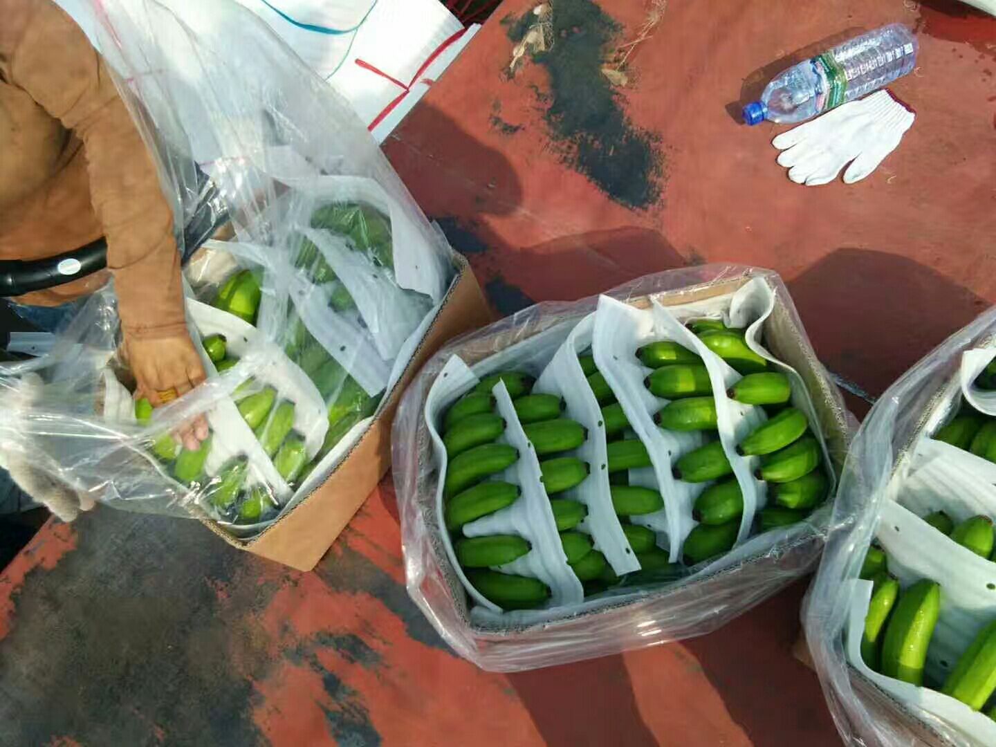 缅甸香蕉 七成熟 