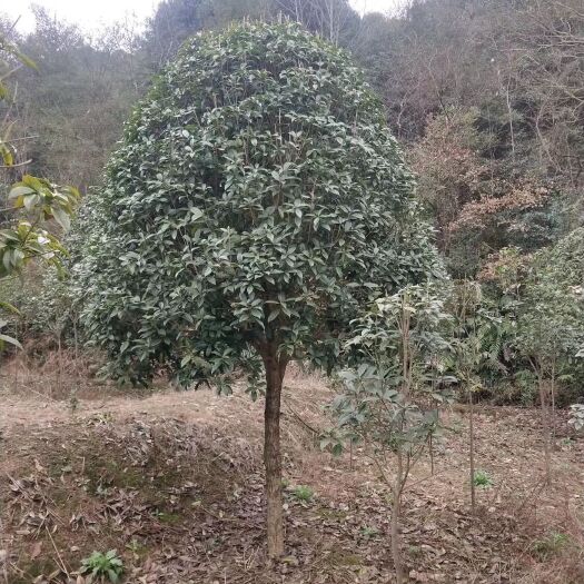 浏阳市精品八月桂花大量