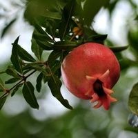  基地大量出售石榴树苗品种齐全，泰山红石榴，软籽石榴