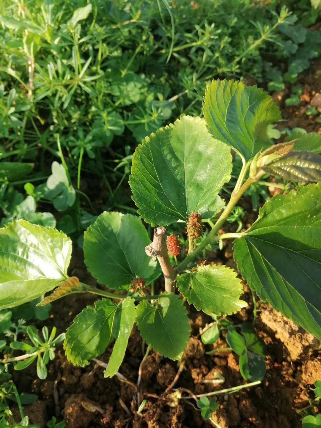 无籽大十果桑苗 大苗地径0.8起