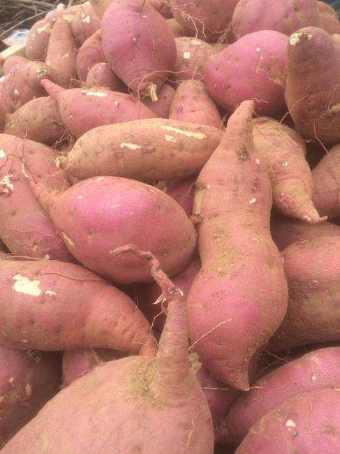 黄皮红薯  红皮红心