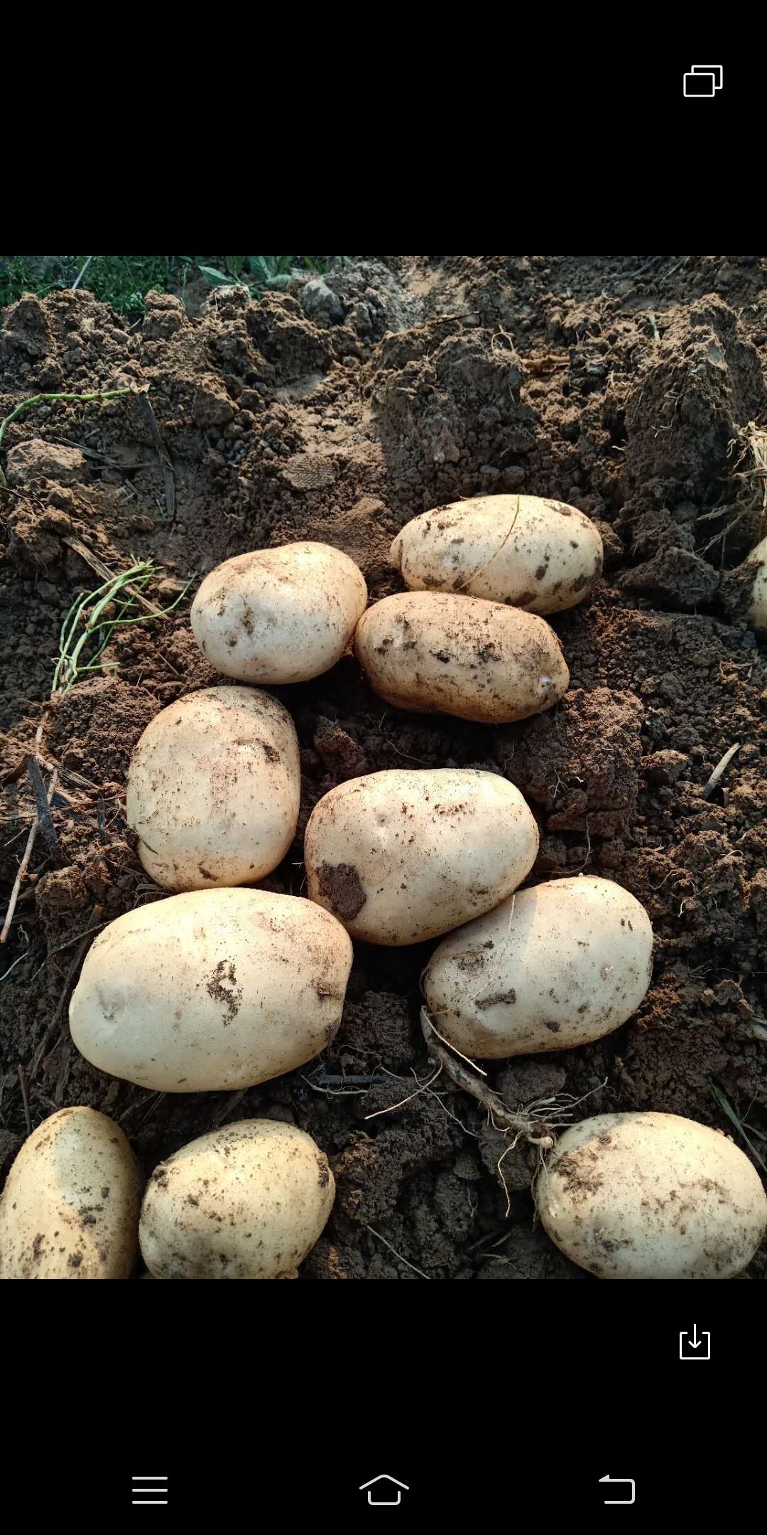  云南优质土豆丽暑六号。