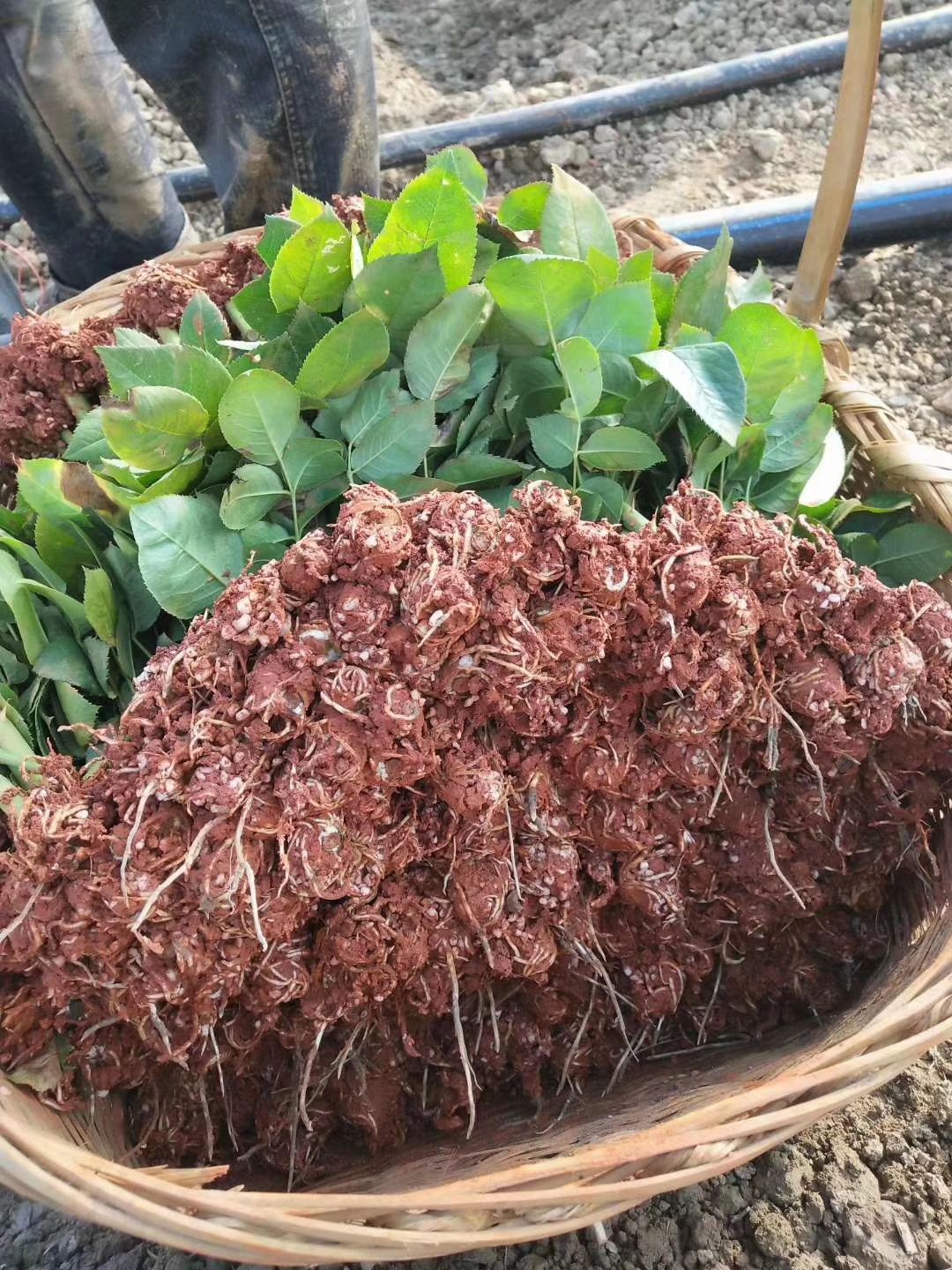 月季切花  大花月季卡罗拉等切花品种扦插小苗3个月开花