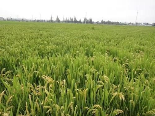 磐石市粳稻谷  小粒香新稻谷，产地直销保证质量（鲜米机专用）!