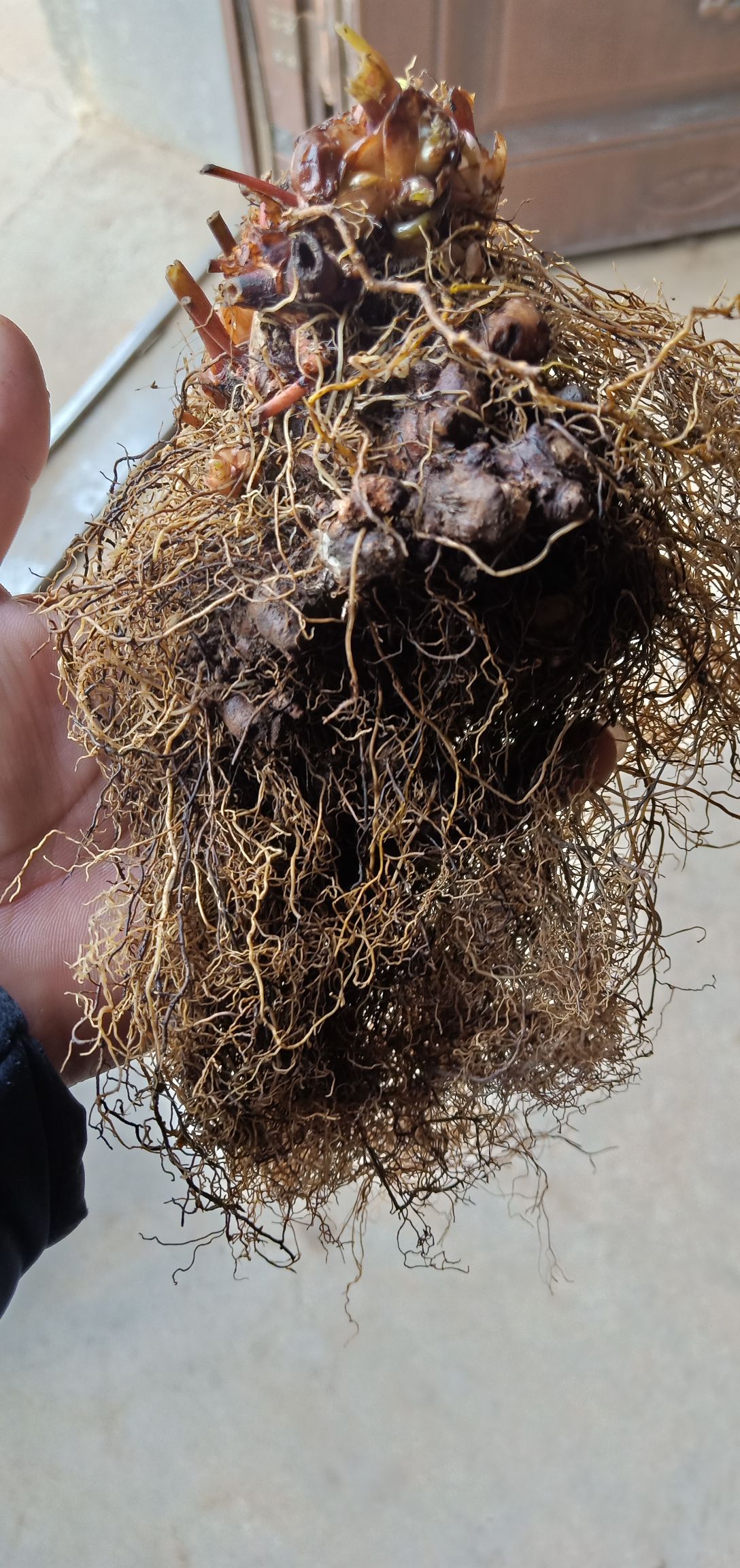 淫羊藿种苗 一年收2次的淫羊藿品种