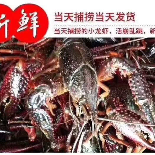 潜江市潜江小龙虾 中红4-6