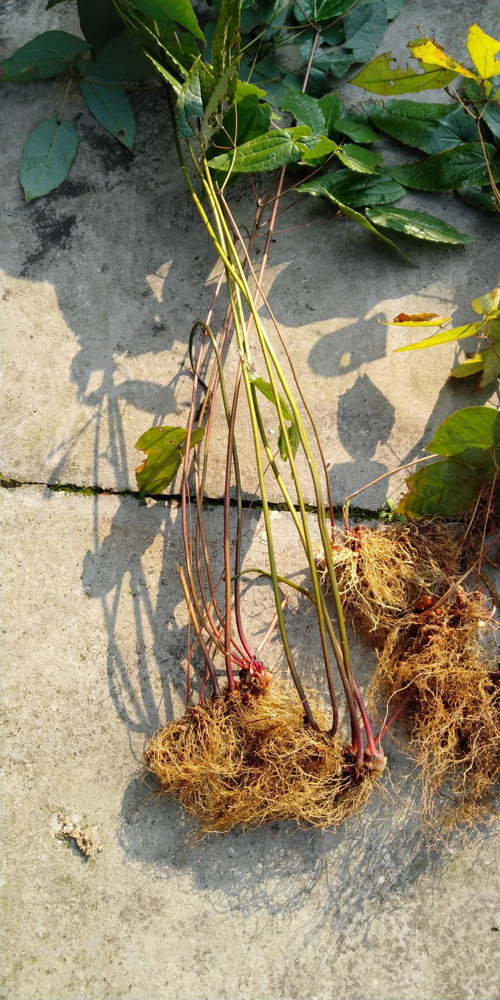 淫羊藿种苗 一年收2次的淫羊藿品种