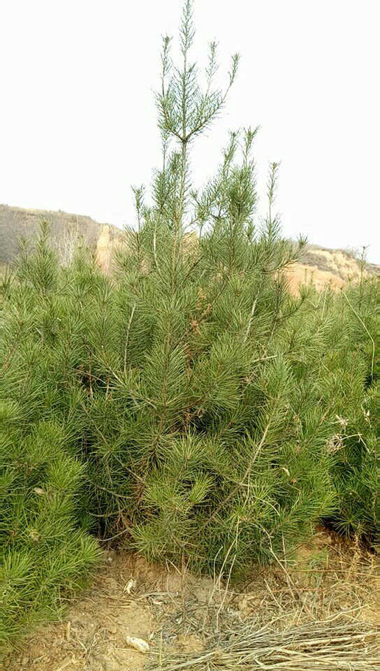 精品白皮松 树高2米
