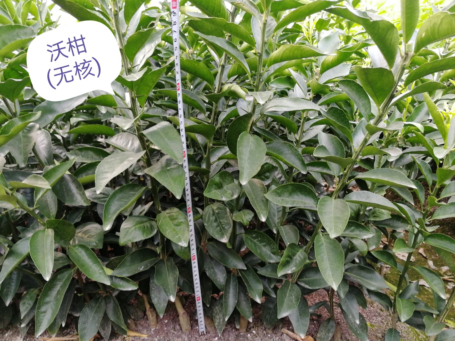 091无核沃柑苗 嫁接苗 0.5~1米 