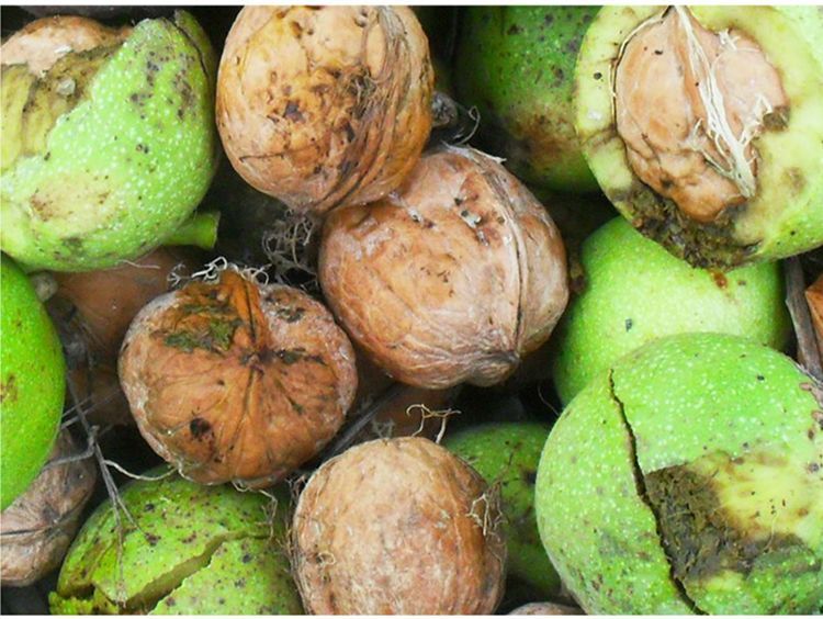 泰山核桃 30mm以上 袋装 去皮