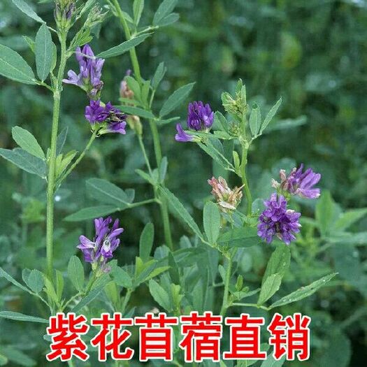 沭阳县紫花苜蓿种子  猪牛羊兔鸡鸭鹅多年生四季养殖牧草苜蓿草籽鱼草