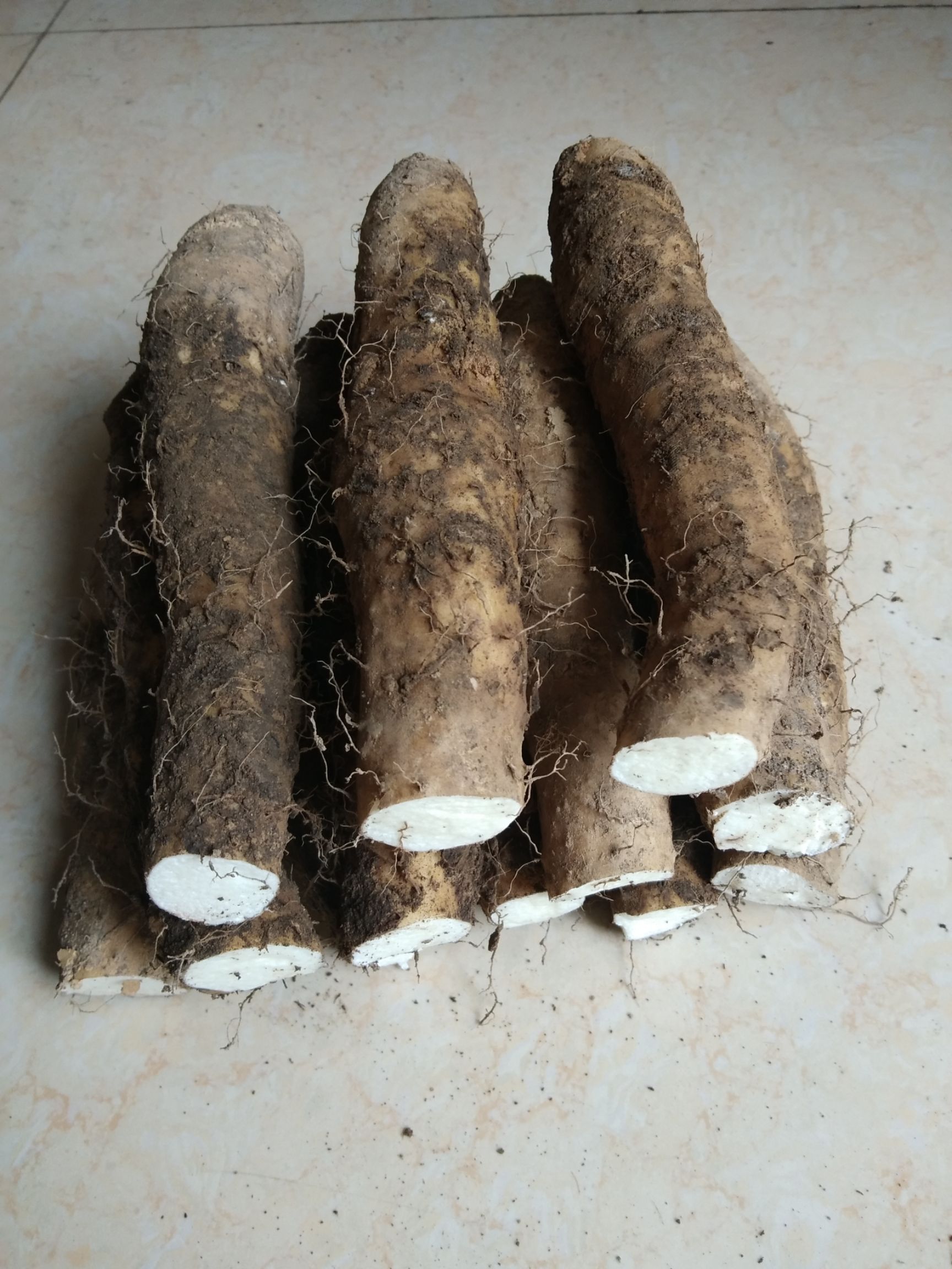 糯米山药 30~40cm 