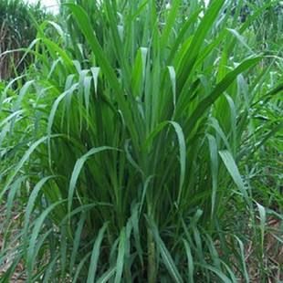 皇竹草  牧草种子   质量保证
