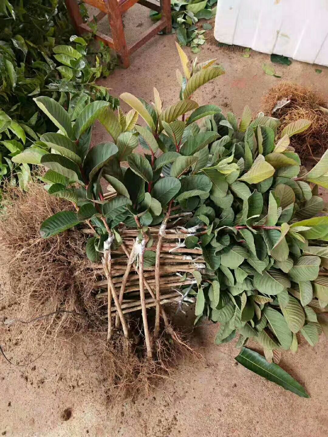 番石榴苗 红宝石番石榴