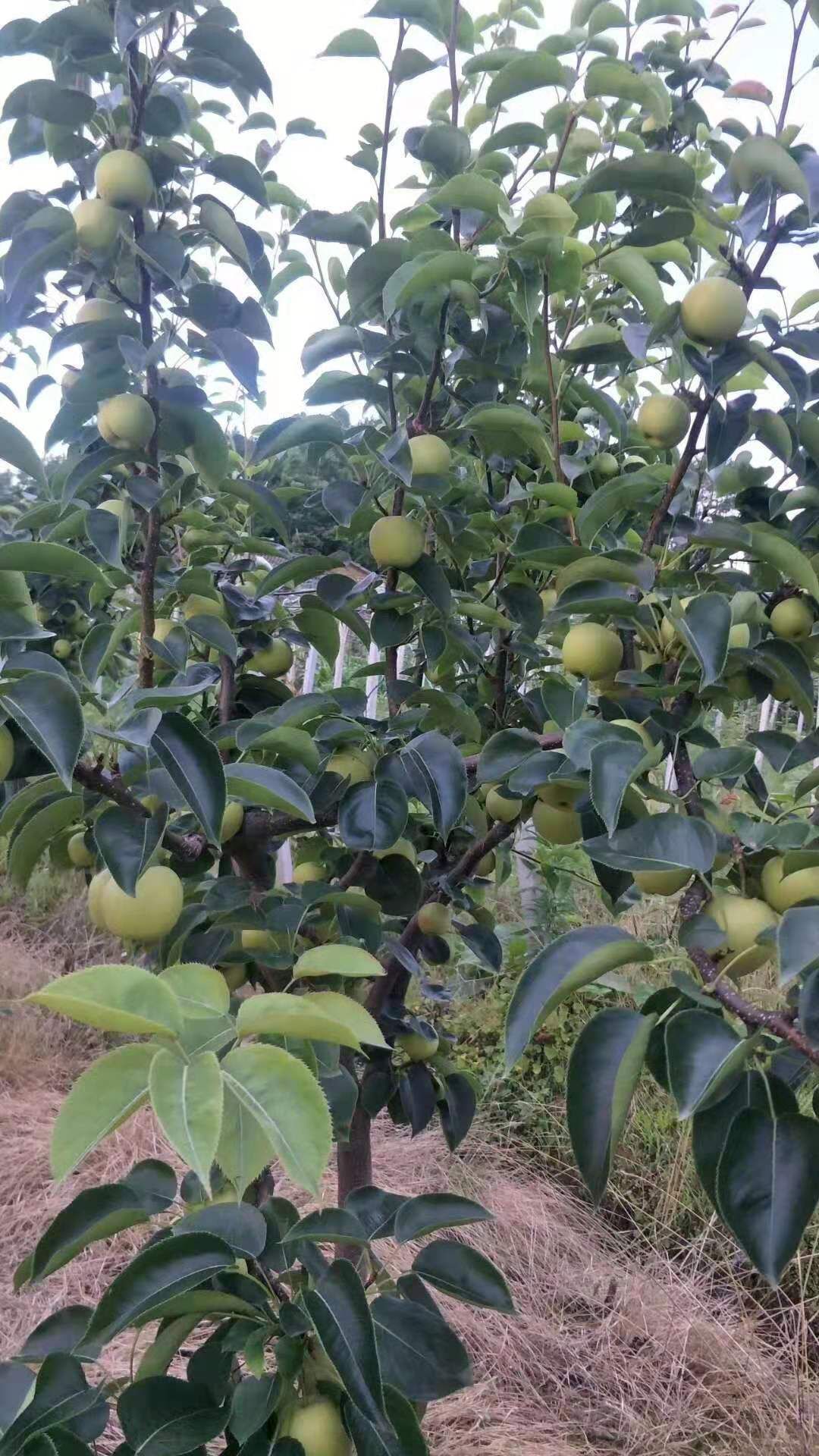 梨树苗嫁接翠冠梨苗品种好当年结果南北方种植