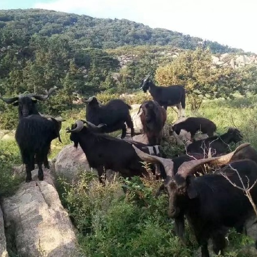 费县沂蒙山散养，黑山羊，活羊