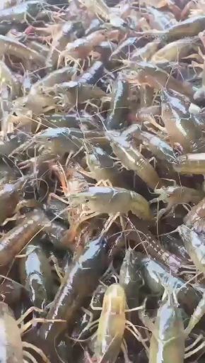 监利市青虾苗