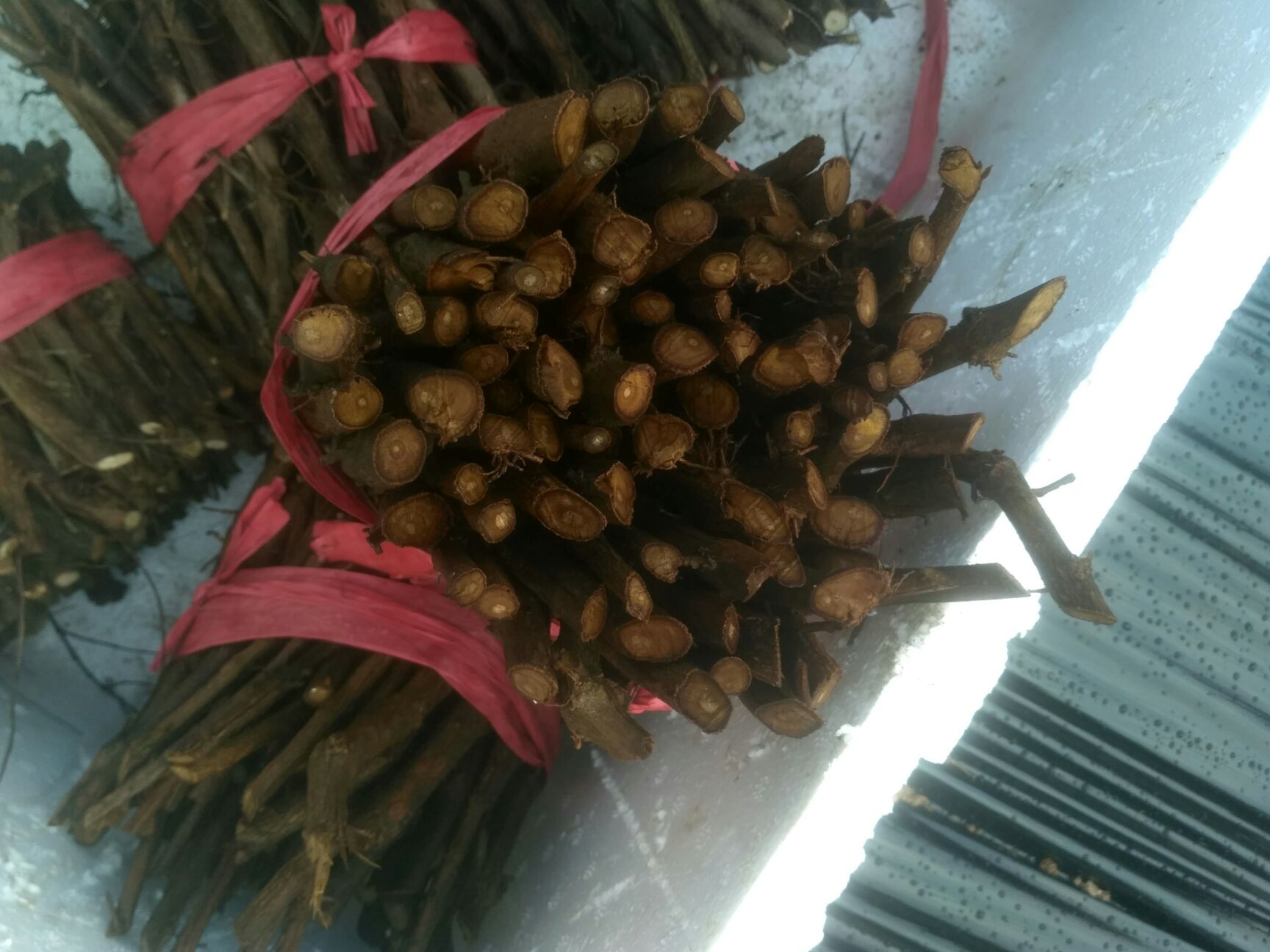 蔓荆子苗