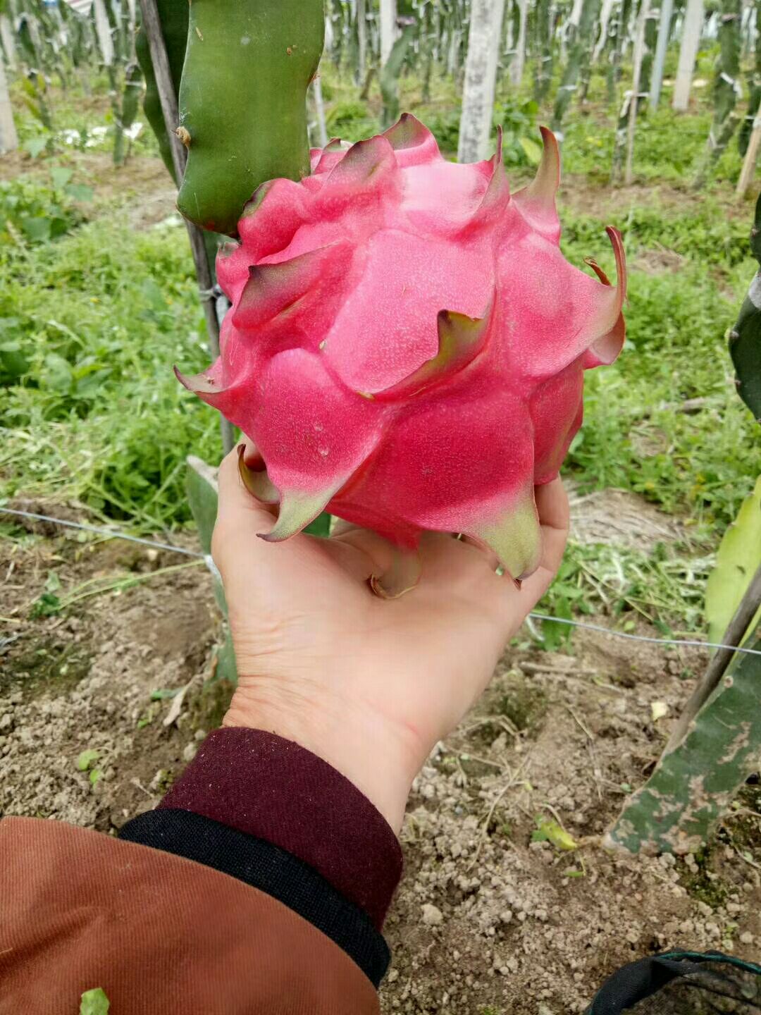 大红火龙果 大（7两以上） 