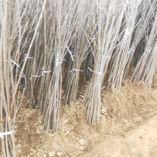 绛县布鲁克斯樱桃树苗 
