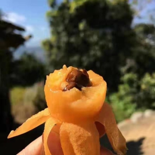 米易县米易枇杷 统货 